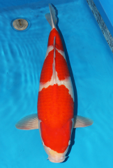 kohaku