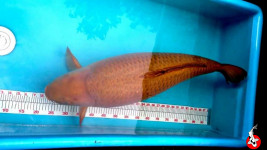 chagoi jumbo