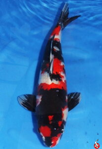 Jumbo Koi - Nebo jak si získat obrovské Koi? část 1