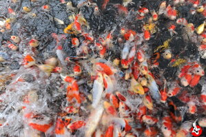 socializace koi